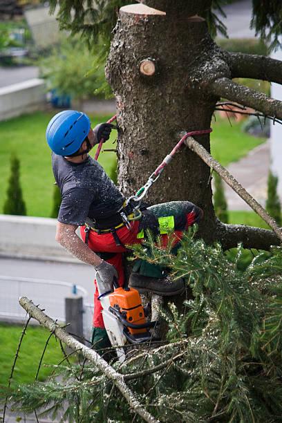 Reliable Whitney Point, NY  Tree Services Solutions